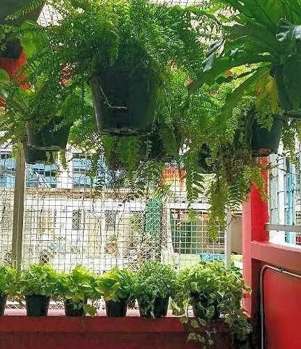 Silom Dream Catcher Rainbow *